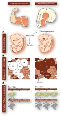 Muscle-Bone Crosstalk in the Masticatory System: From Biomechanical to Molecular Interactions